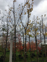 Prunus arm.'Ungarische Beste'          CAC Aprikose 'Ungarische Beste'