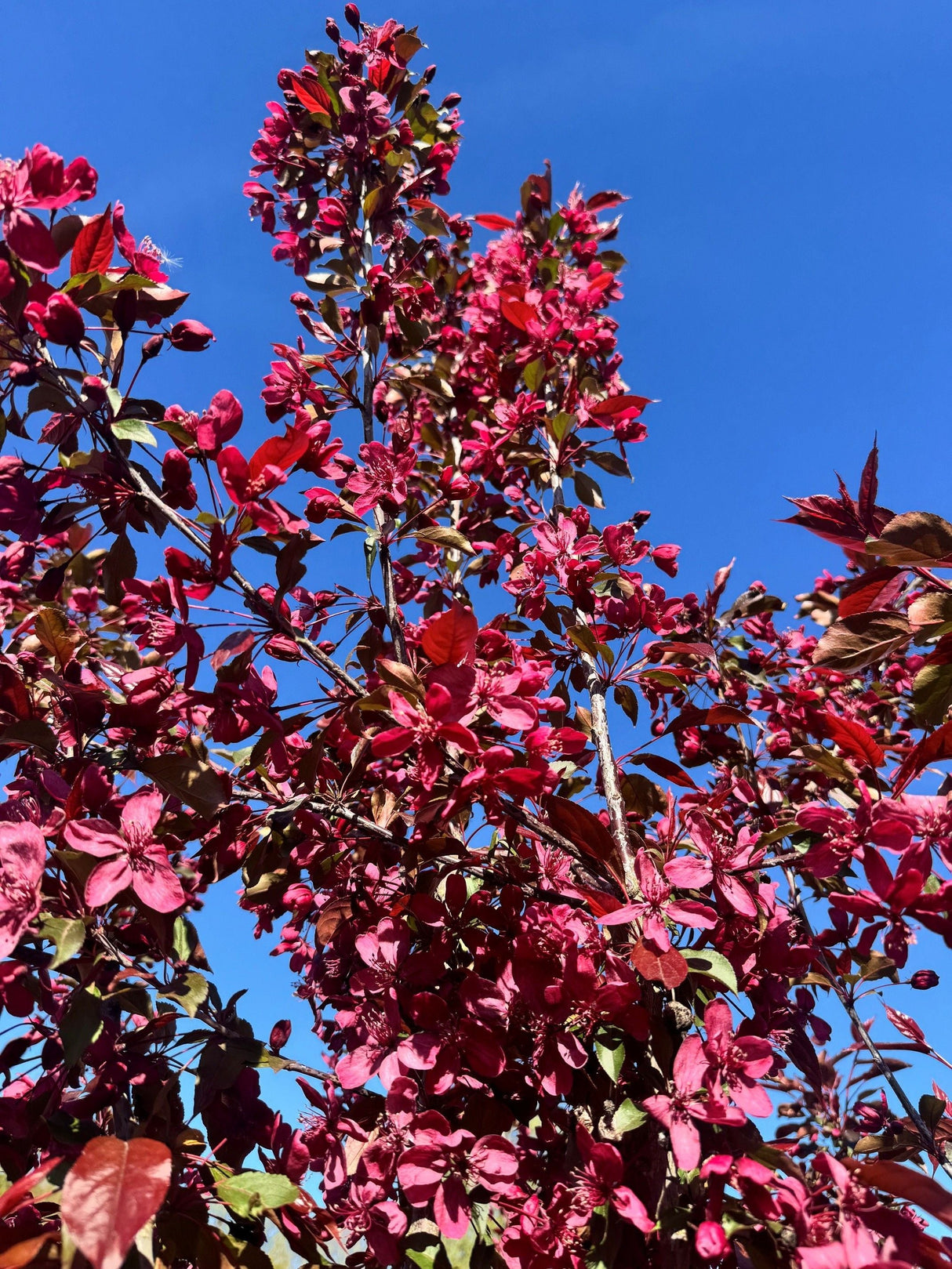 Malus 'Royalty' Zierapfel 'Royalty'