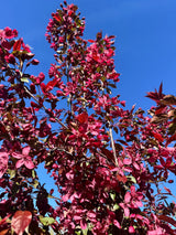 Malus 'Royalty' Zierapfel 'Royalty'