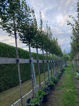 Tilia cordata 'Greenspire' Amerikan.Stadtlinde