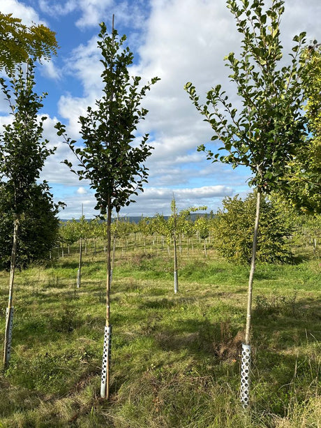 Crataegus crus-galli Hahnendorn