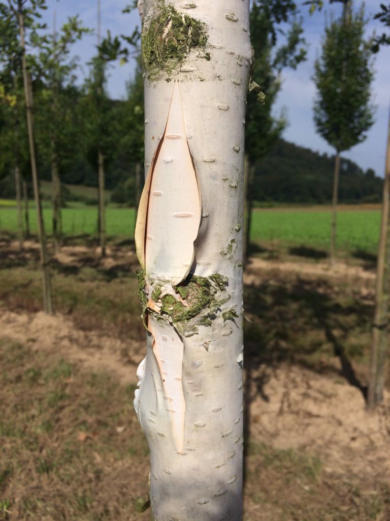 Betula jacquemontii Himalayabirke