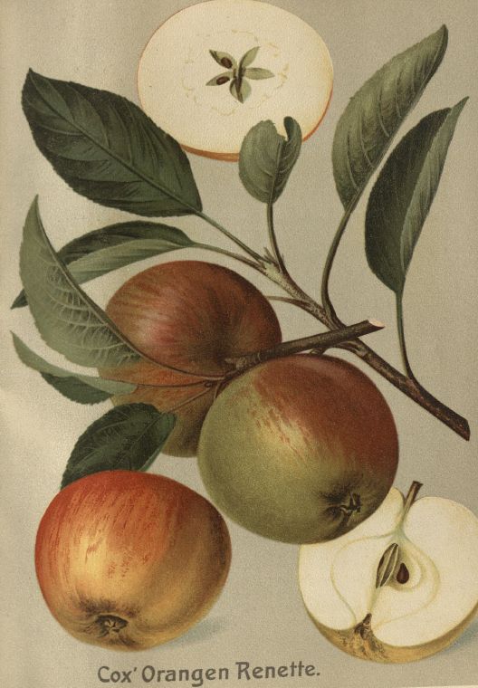 Malus 'Cox Orange Renette'             CAC Apfel 'Cox Orange Renette'          mittel