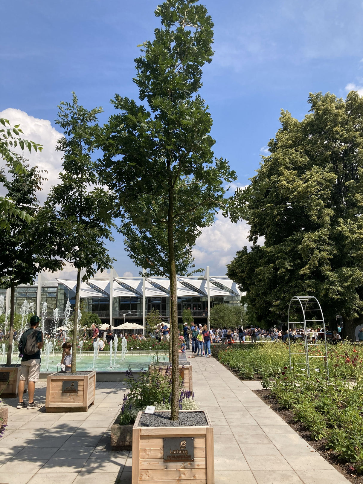 Quercus frainetto Ungarische Eiche