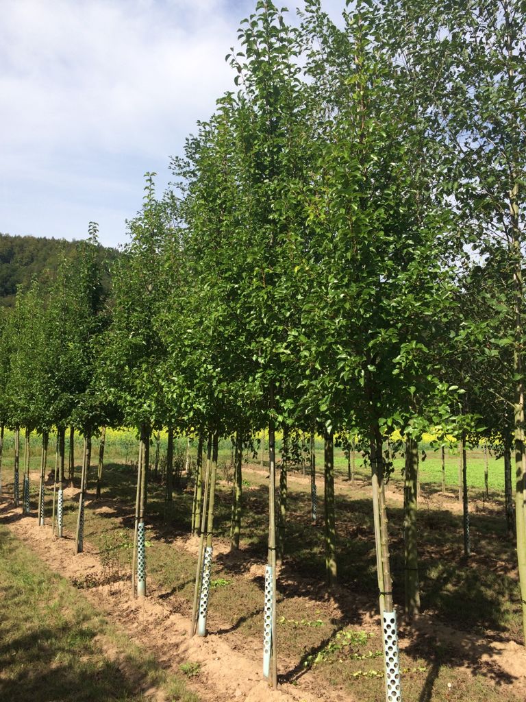 Pyrus calleryana 'Chanticleer' Stadtbirne 'Chanticleer'