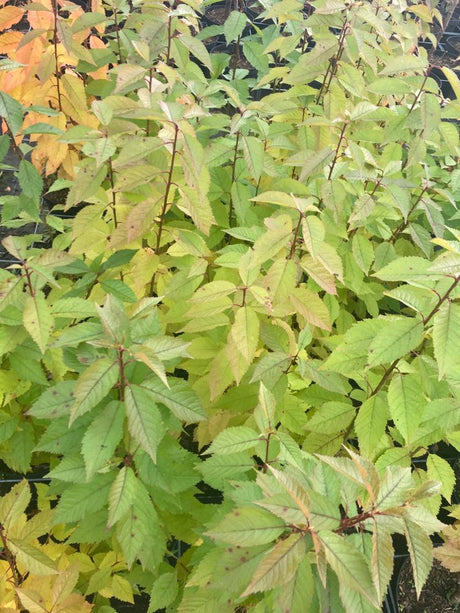 Prunus avium Vogelkirsche