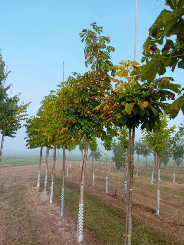 Aesculus hippocastanum Rosskastanie