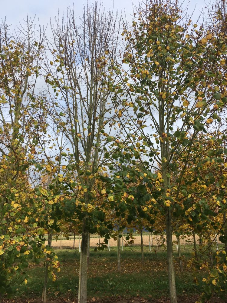 Tilia platyphyllos Sommerlinde