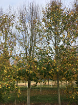 Tilia platyphyllos Sommerlinde
