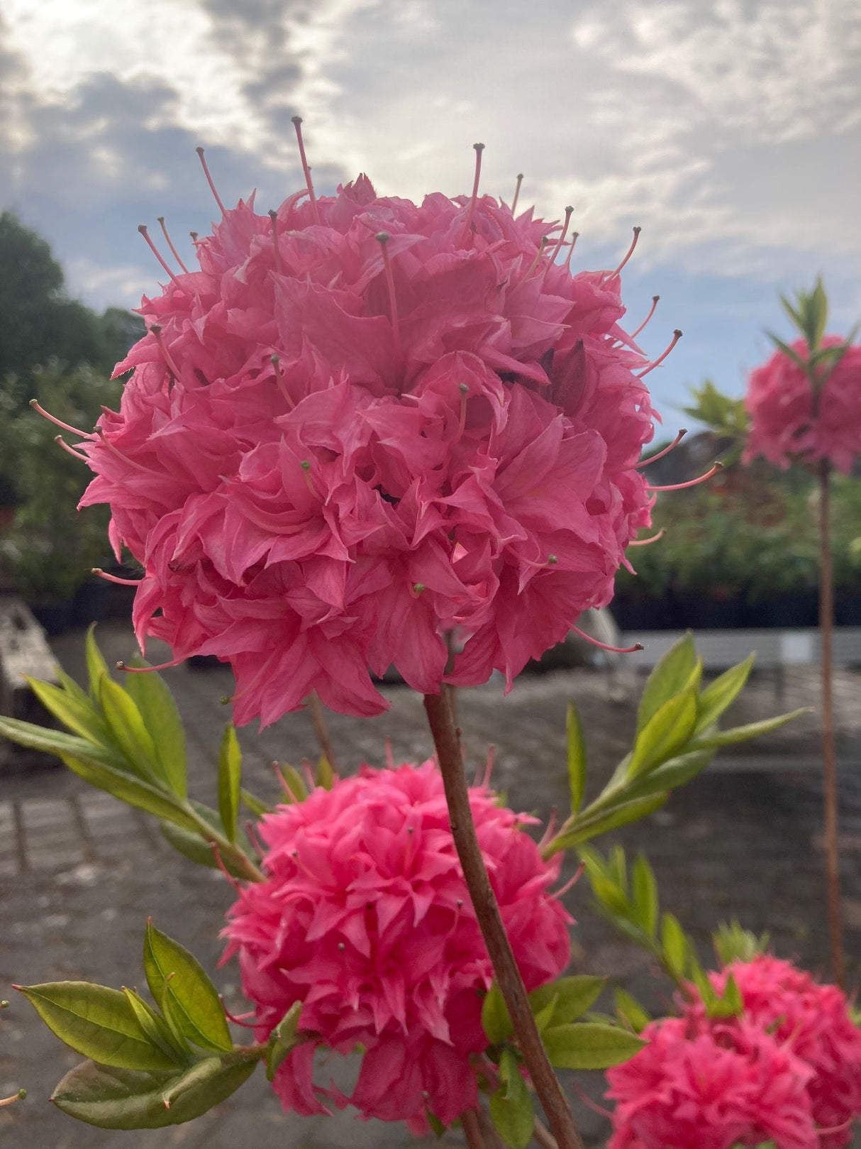 Rhododendron lut.'Homebush' II Sommergrüne Azalee 'Homebush'