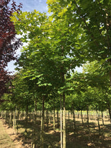 Acer platanoides Spitzahorn