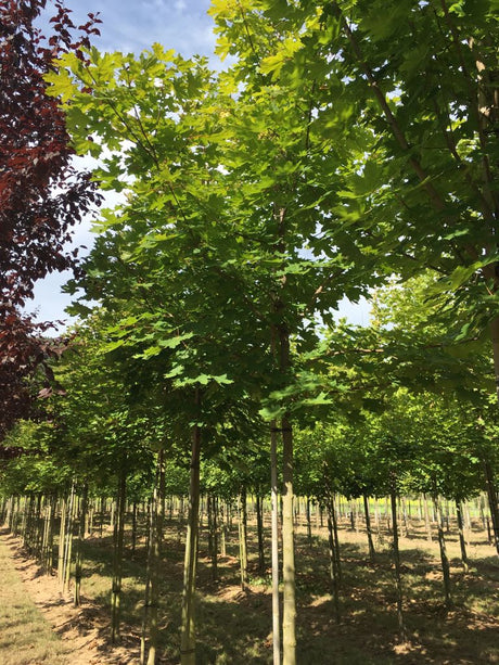 Acer platanoides Spitzahorn