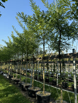 Sophora japonica Schnurbaum