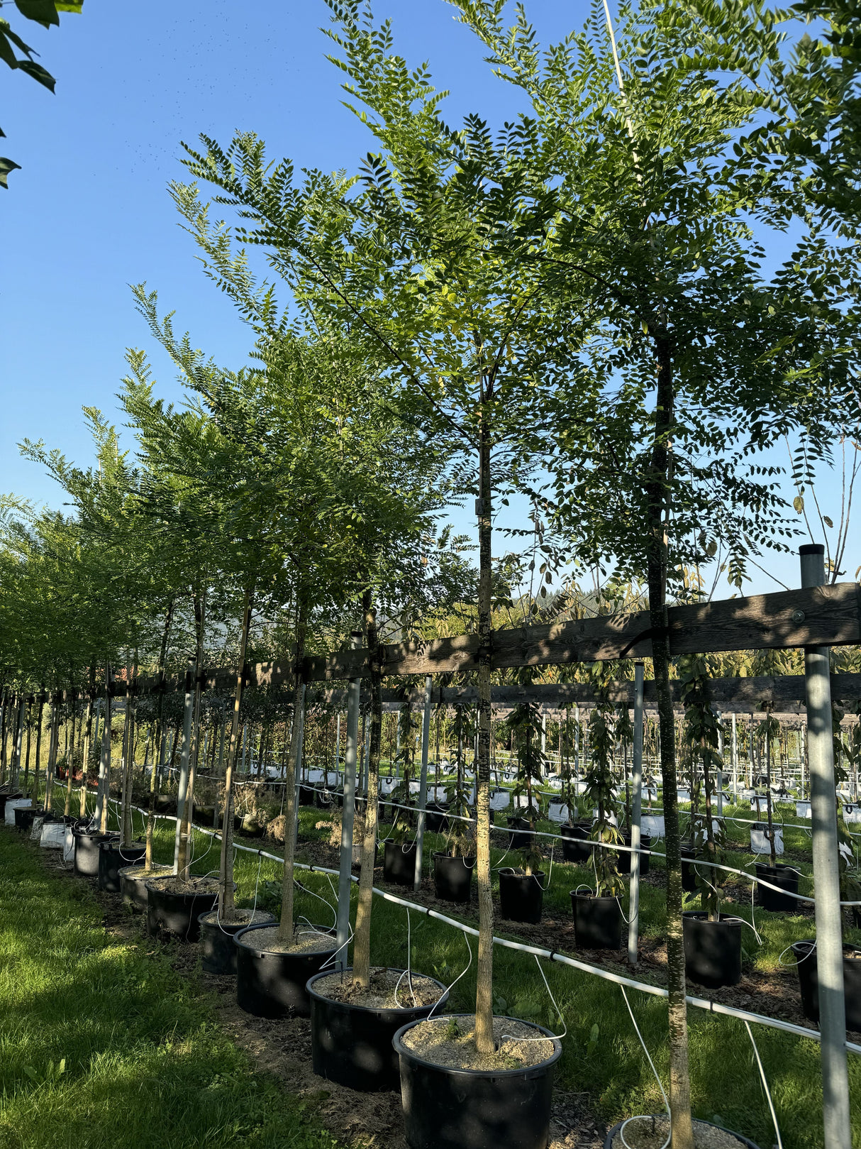 Sophora japonica Schnurbaum