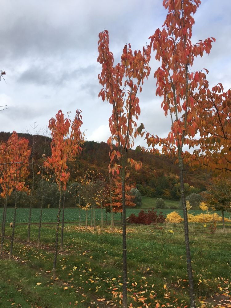 Prunus serrulata 'Amanogawa' Japan.Säulenkirsche