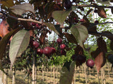 Malus 'Royalty' Zierapfel 'Royalty'