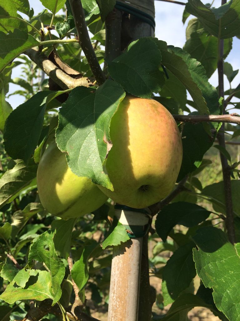 Malus 'Pinova'  -S-                    CAC Apfel 'Pinova'  -S-                 mittel