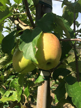 Malus 'Pinova'  -S-                    CAC Apfel 'Pinova'  -S-                 mittel