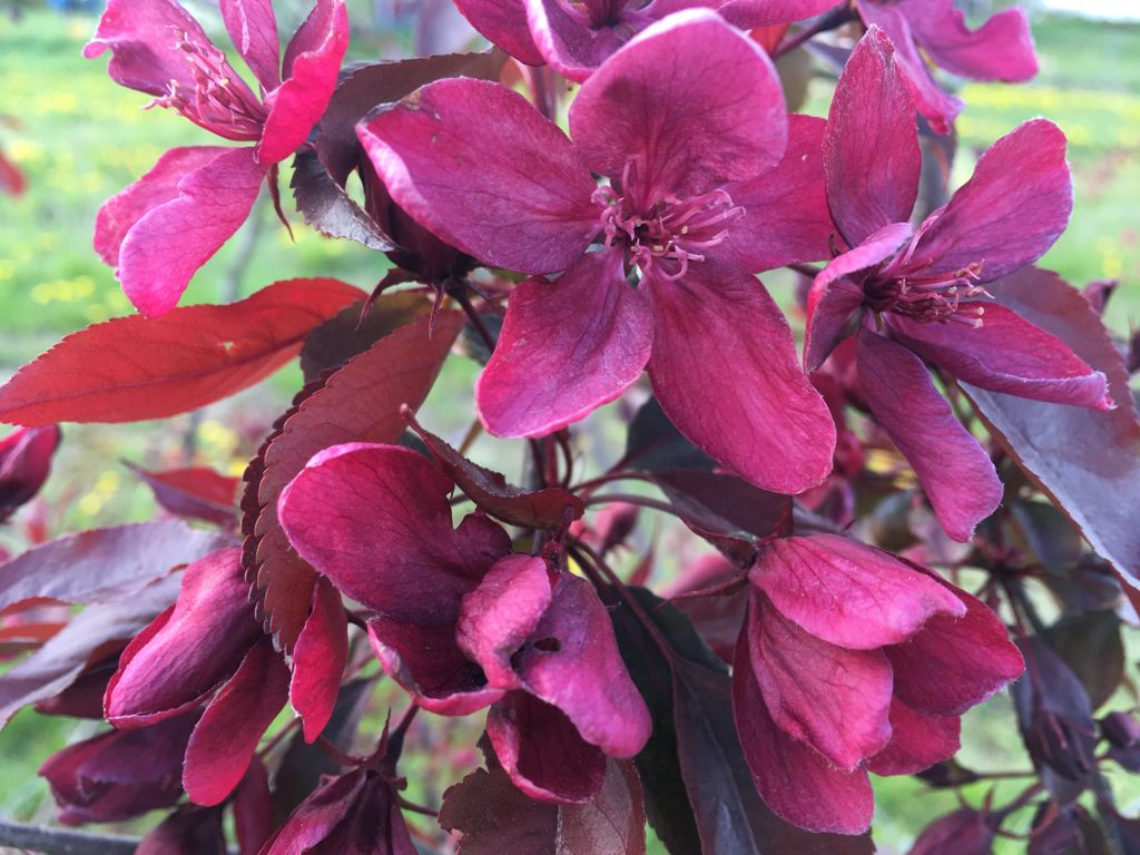 Malus 'Royalty' Zierapfel 'Royalty'