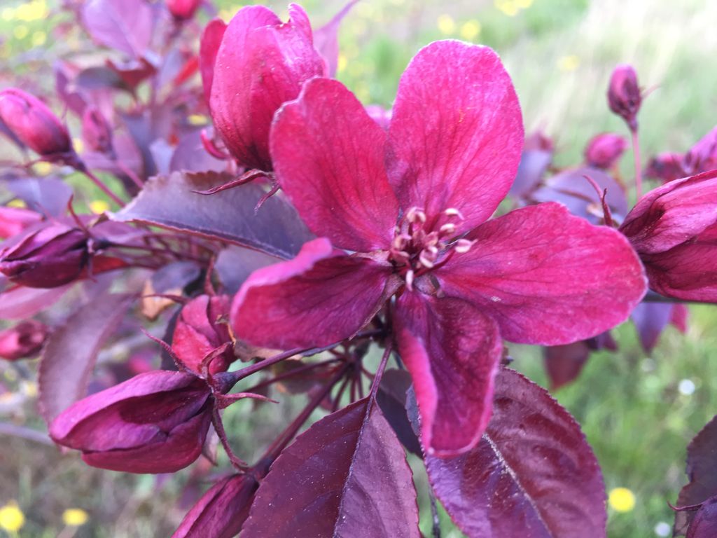 Malus 'Royalty' Zierapfel 'Royalty'