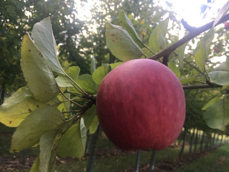 Malus 'Piros'  -S-                     CAC Apfel 'Piros'  -S-                    früh