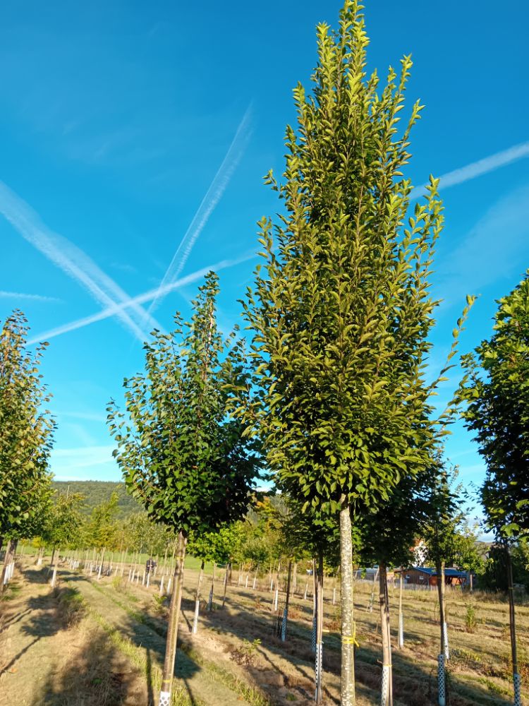 Carpinus betulus 'Fastigiata' Pyramiden-Hainbuche 'Fastigiata'