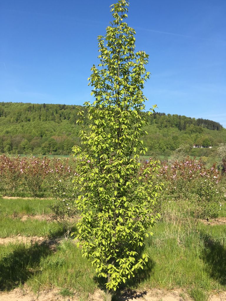 Carpinus betulus 'Fastigiata' Pyramiden-Hainbuche 'Fastigiata'