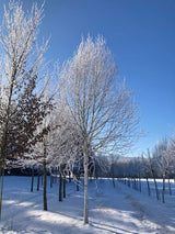 Betula jacquemontii Himalayabirke