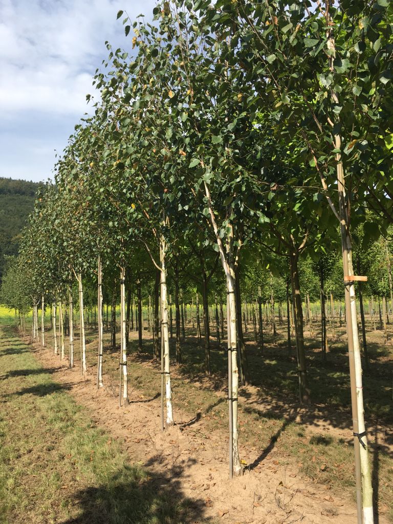 Betula jacquemontii Himalayabirke