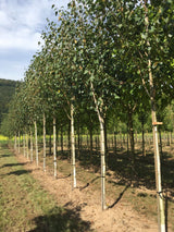 Betula jacquemontii Himalayabirke