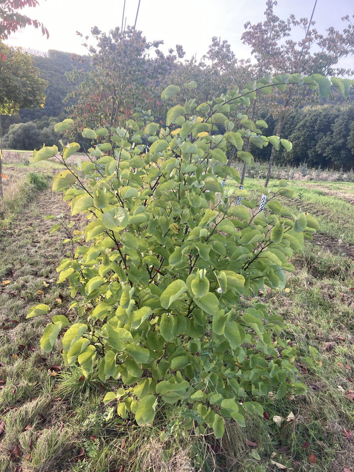 Cercis siliquastrum Gemeiner Judasbaum