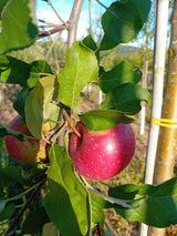 Malus 'Rote Sternrenette'              CAC Apfel 'Rote Sternrenette'           mittel