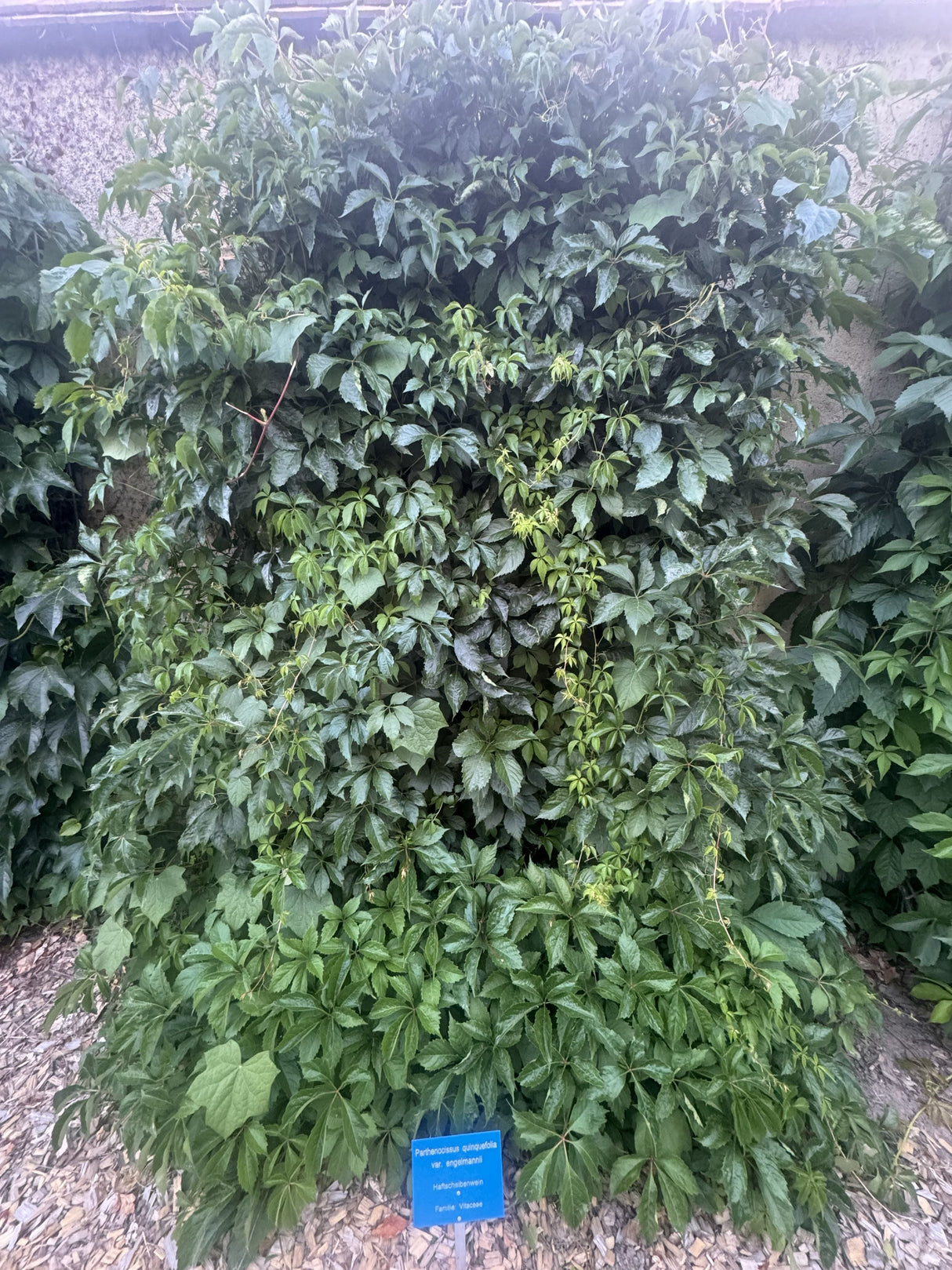Parthenocissus quinquefolia 'Engelmannii' Mauerwein 'Engelmannii'