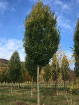 Carpinus betulus 'Fastigiata' Pyramiden-Hainbuche 'Fastigiata'