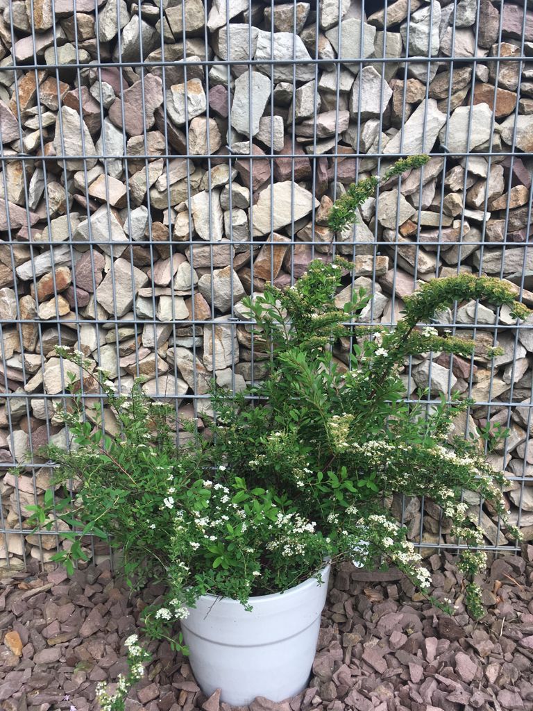 Spiraea nipponica 'Snowmound' Strauchspiere 'Snowmound'