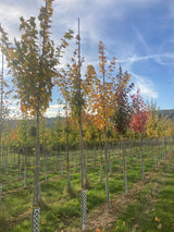 Acer rubrum 'Scanlon' Rotahorn 'Scanlon'