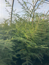 Tsuga canadensis Kanadische Hemlocktanne