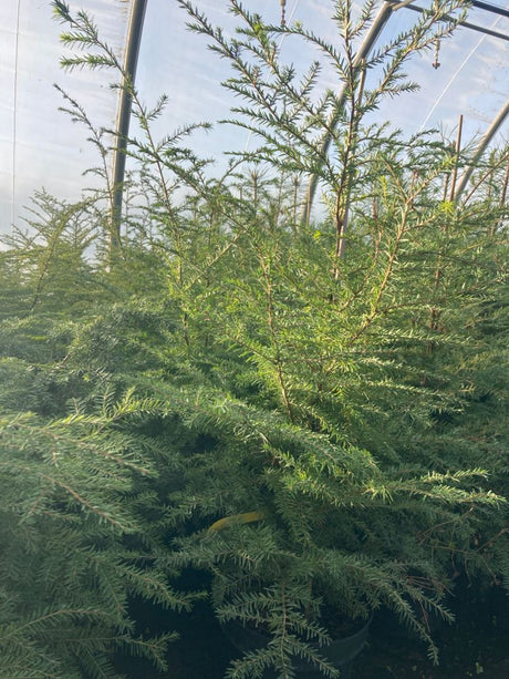 Tsuga canadensis Kanadische Hemlocktanne