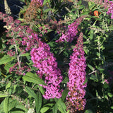 Buddleja davidii 'Pink Delight' Sommerflieder 'Pink Delight'