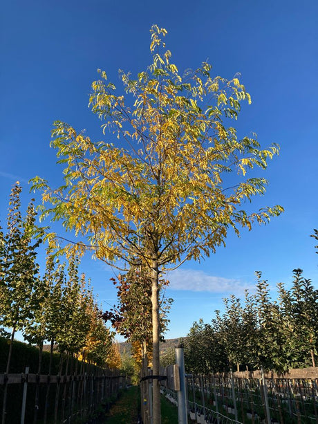 Gleditsia triacanthos inermis Dornenloser Lederhülsenbaum