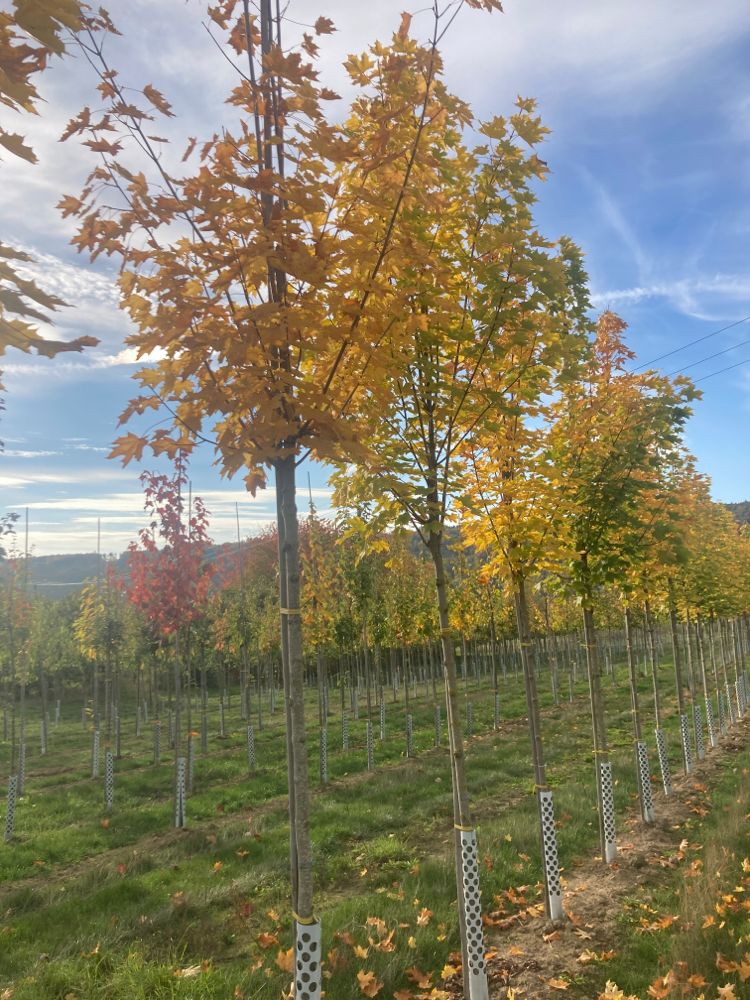 Acer platanoides 'Emerald Queen' Kegelförmiger Spitzahorn 'Emerald Queen'