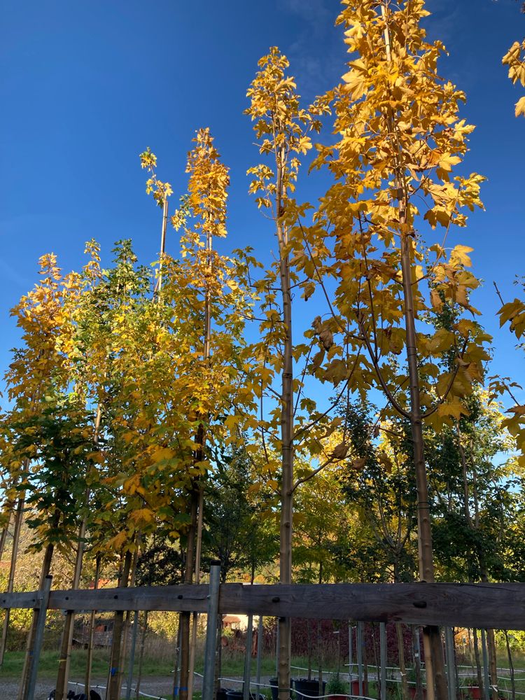 Acer pseudoplatanus Bergahorn