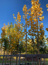 Acer pseudoplatanus Bergahorn
