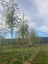 Sorbus aucuparia Gewöhnliche Eberesche