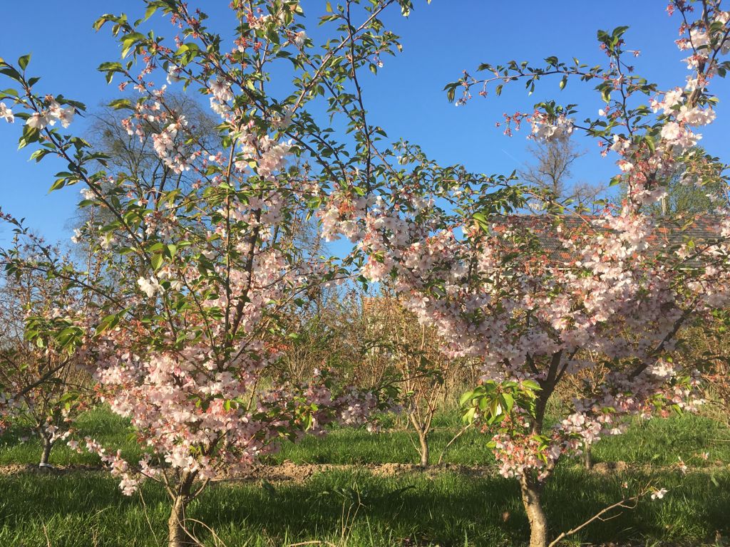 Prunus subhirtella 'Accolade' Frühe Zierkirsche 'Accolade'