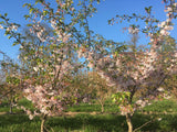 Prunus subhirtella 'Accolade' Frühe Zierkirsche 'Accolade'