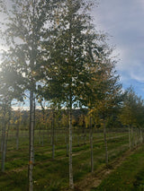 Betula pubescens Moorbirke