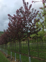 Malus 'Royalty' Zierapfel 'Royalty'