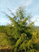 Tsuga canadensis Kanadische Hemlocktanne