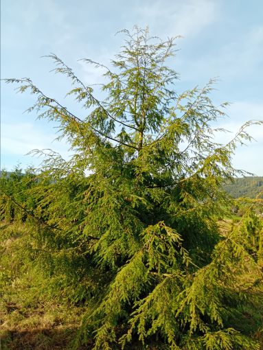 Tsuga canadensis Kanadische Hemlocktanne
